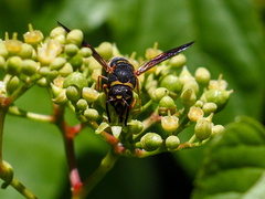 Euodynerus hidalgo boreoorientalis