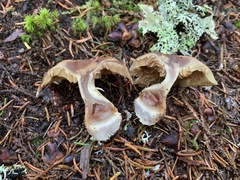 Cortinarius scaurus