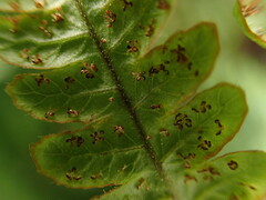 Ctenitis latifrons