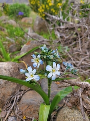 Zephyra elegans