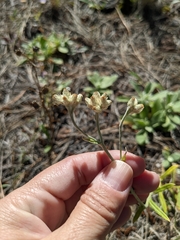 Pseudognaphalium macounii