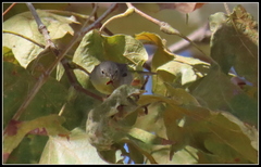 Leiothlypis virginiae