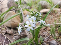 Zephyra elegans