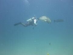 Mycteroperca rosacea