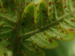 Ctenitis latifrons