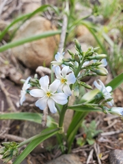 Zephyra elegans