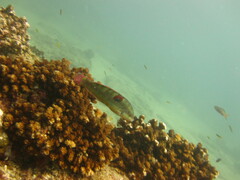 Halichoeres chierchiae