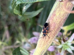 Lygaeus kalmii angustomarginatus