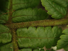 Ctenitis latifrons