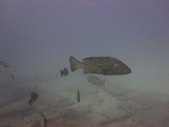 Mycteroperca rosacea