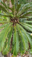 Cycas revoluta