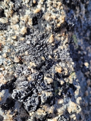 Lichinaceae