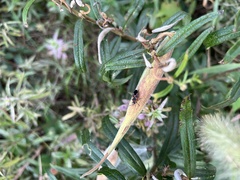 Lygaeus kalmii angustomarginatus