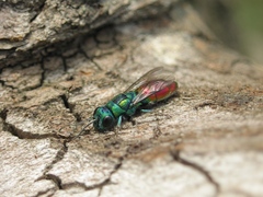 Chrysura