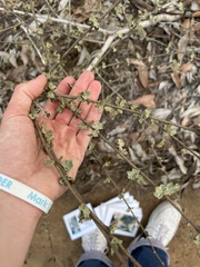 Malacothamnus fasciculatus