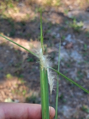 Andropogon gyrans