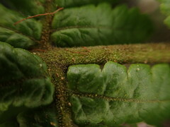 Ctenitis latifrons