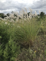 Miscanthus sinensis