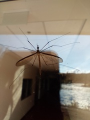 Tipula