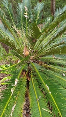 Cycas revoluta