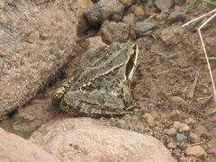 Rana macrocnemis