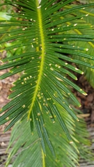 Cycas revoluta