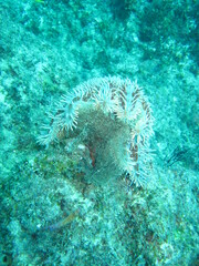 Acanthaster
