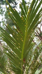 Cycas revoluta