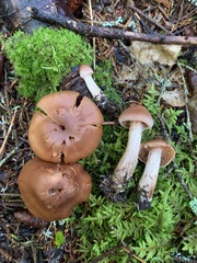 Cortinarius orasericeus