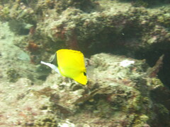 Forcipiger flavissimus