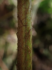 Ctenitis latifrons