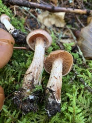 Cortinarius orasericeus