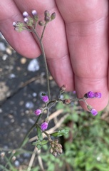 Cyanthillium cinereum