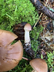 Cortinarius orasericeus