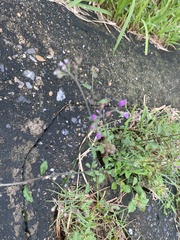 Cyanthillium cinereum