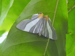 Opisthoxia miletia