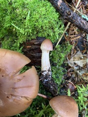 Cortinarius orasericeus