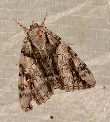 Catocala vidua
