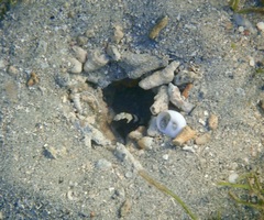 Cryptocentrus leucostictus