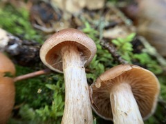 Cortinarius orasericeus