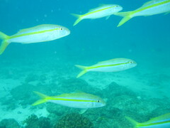 Mulloidichthys dentatus