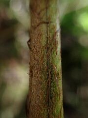 Ctenitis latifrons