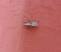 Meconemus infuscatus