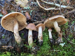 Cortinarius orasericeus