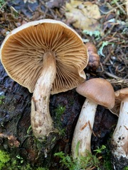Cortinarius orasericeus