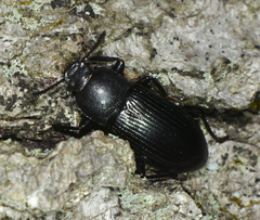 Centronopus calcaratus