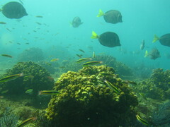 Thalassoma lucasanum