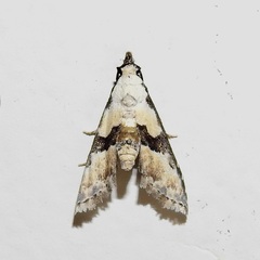 Nigetia formosalis