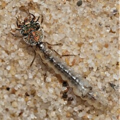 Cicindelinae