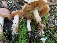 Cortinarius orasericeus